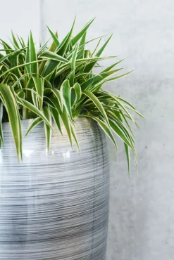Bodenvase Caroline Hochglanz silber schwarz H 100 cm
