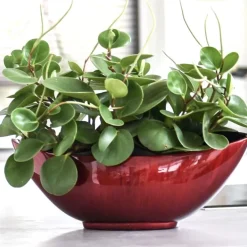 Dekoschale Antonia Hochglanz rot B 39 cm