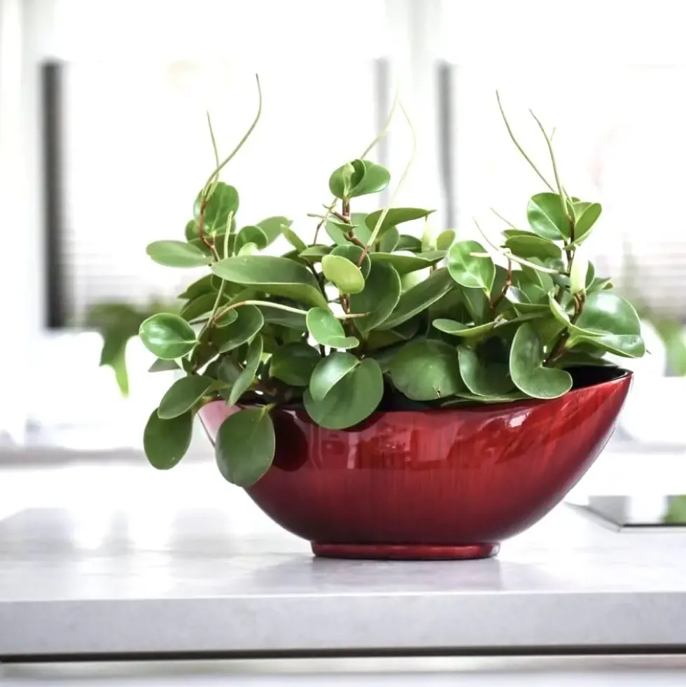 Dekoschale Antonia Hochglanz rot B 39 cm