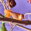 Exklusiver Christbaumschmuck Vogel mit Clip Orange