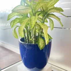 Keramik Pflanzkübel blau 4er Set