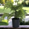 Kunstblume Kunstpflanze Farn im Topf Höhe 66 cm
