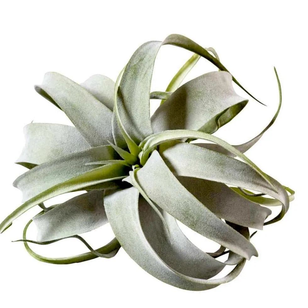 Kunstblume Kunstpflanze Tillandsia Pick