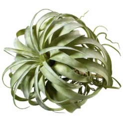 Kunstblume Kunstpflanze Tillandsia Pick
