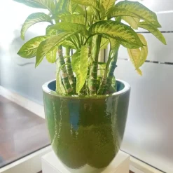Pflanzkübel Keramik grün H 22 cm