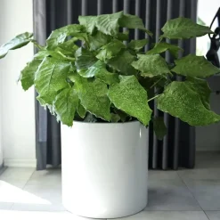 Pflanzkübel weiß Zylinder Rosane H 43 cm