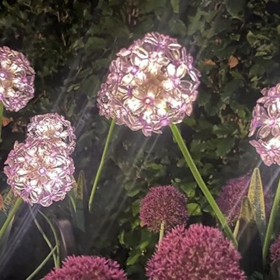 Solar Gartenstecker ALLIUM lila Höhe 70 cm