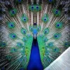 Wandbild mit Acrylglas Pfau